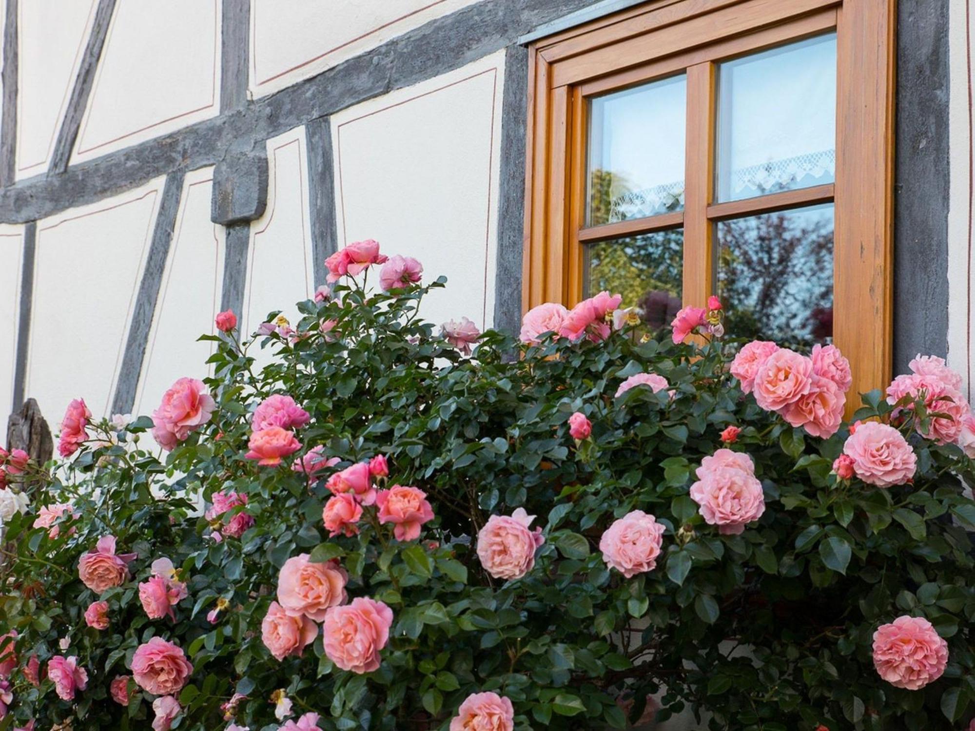 Ferienwohnung Fachwerktraum im Hof Alheim Exterior foto